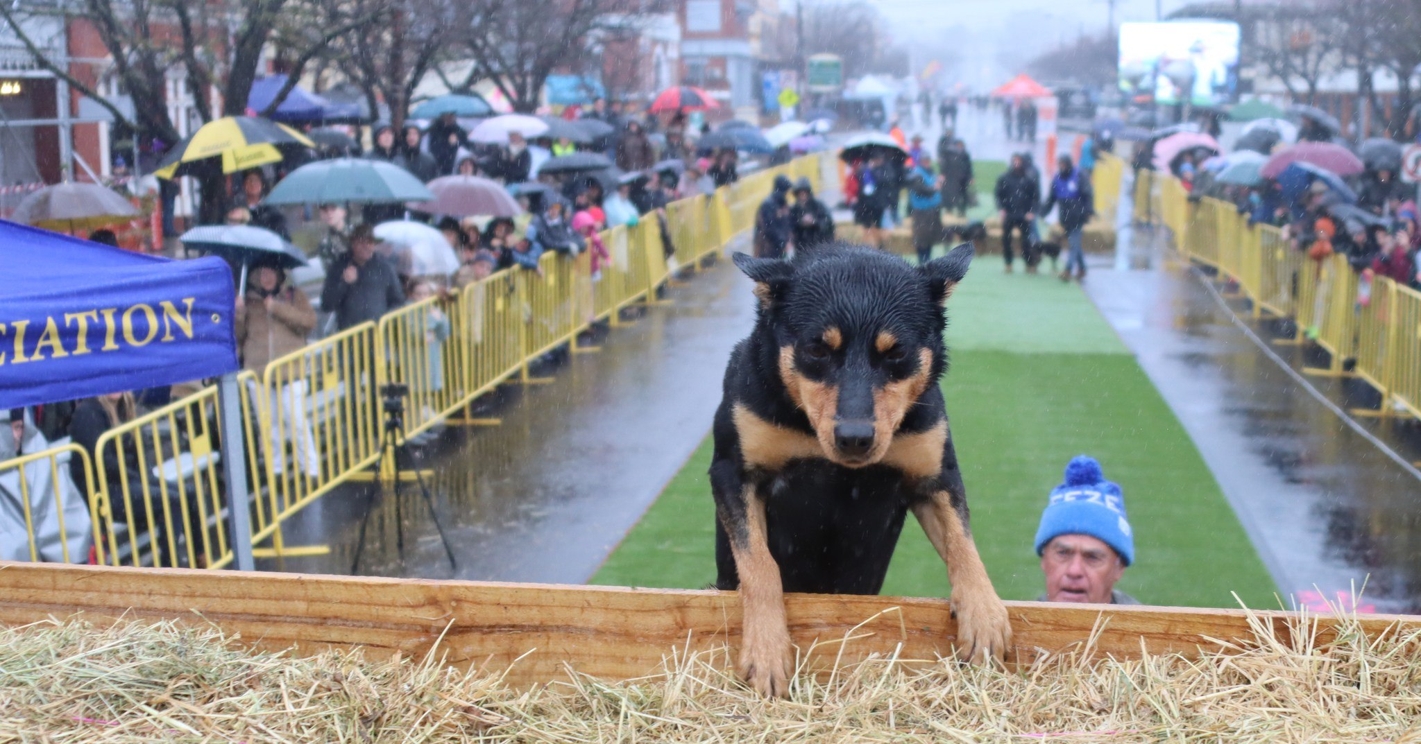 A brown dog leaping over fence with crowd in background