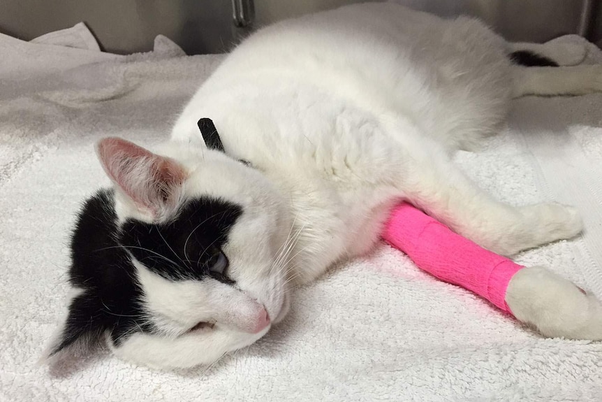 'Garree' the female cat bitten by a brown snake recovering in a Brisbane clinic in October 2014