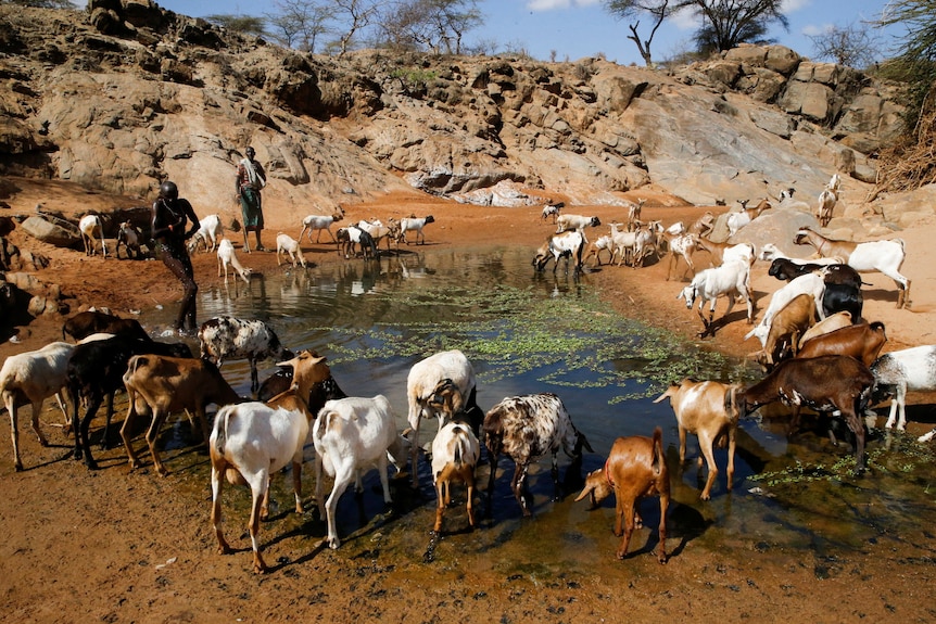 A man walks goats to a puddle near a dry river bank while a man bathes nearby.