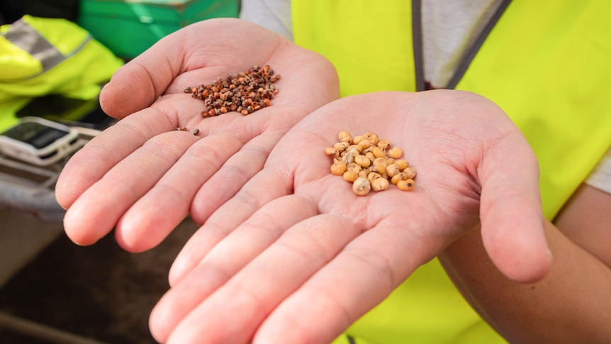 A close up of two open hands showing different grain sizes of sorghum