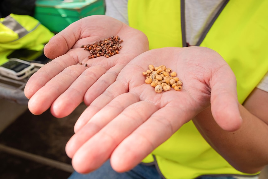 A close up of two open hands showing different grain sizes of sorghum