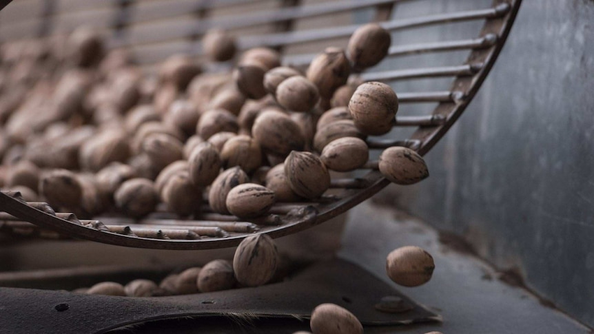 Pecans in their shell tumbling out of a wire basket