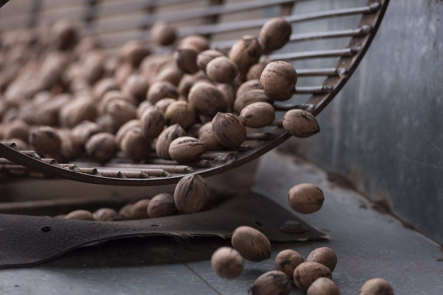 Pecans in their shell tumbling out of a wire basket