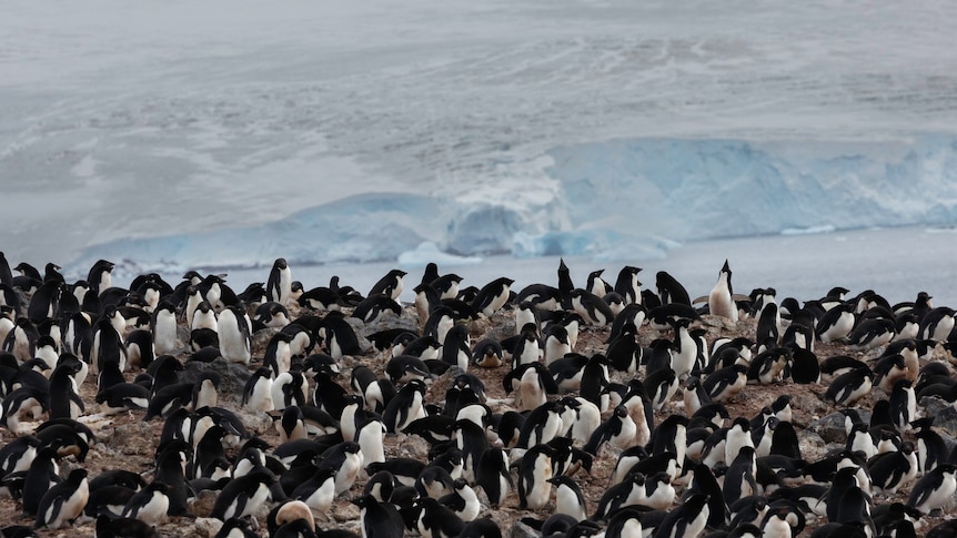 Adelie penguins in Antarctica. 