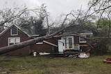 Tree on house in Wilmington