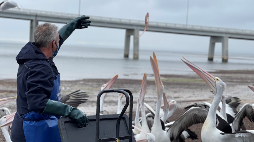 A man throws fish in the air to pelicans by the water.