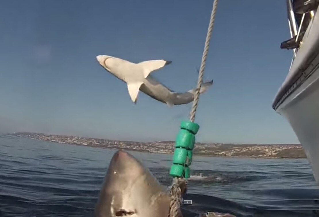 Jumping shark: Video shows close encounter with jumping great white