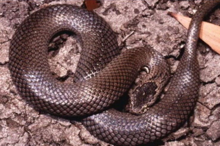 A dark, olive brown snake coiled up on the ground.