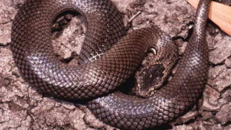 The ornamental snake from Bowen Basin