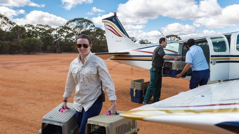 Australian Wildlife Conservation staff removed boxes of Banded Hare-wallaby from a light plane