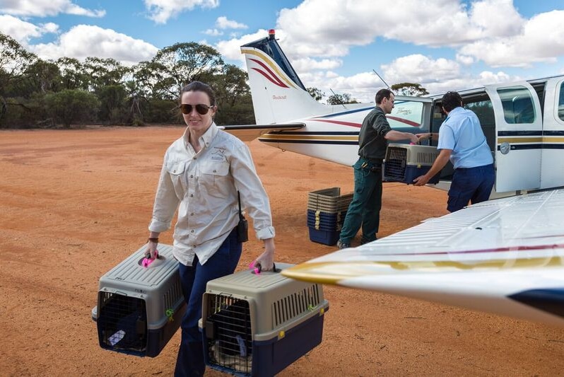 Australian Wildlife Conservation staff removed boxes of Banded Hare-wallaby from a light plane