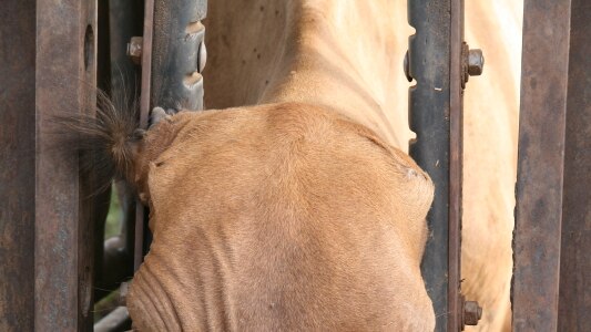 A heifer which lost both ears to wild dog attacks after a baiting permit delay.