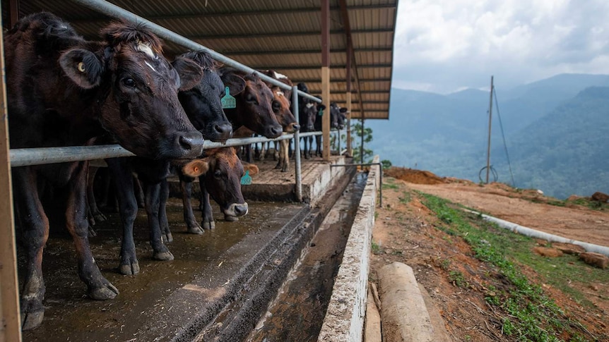 Australian dairy cattle stick their heads through a metal fence, with mountains in the background.