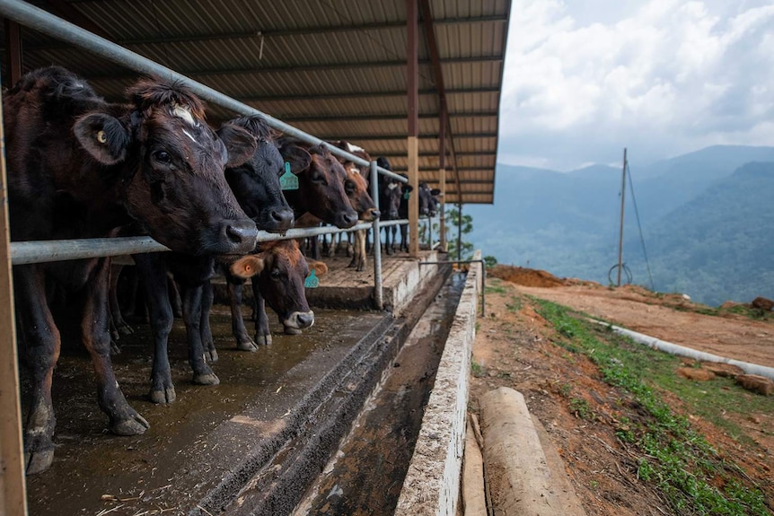 Australian dairy cattle stick their heads through a metal fence, with mountains in the background.