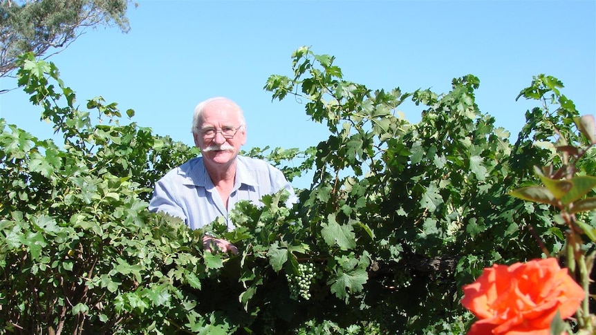 Ken Helm AM with his riesling vines planted in 1973 at Murrumbateman
