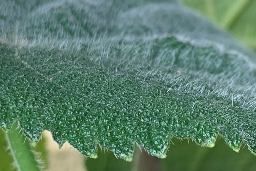 A close-up of the sharp hairs on the leaf.