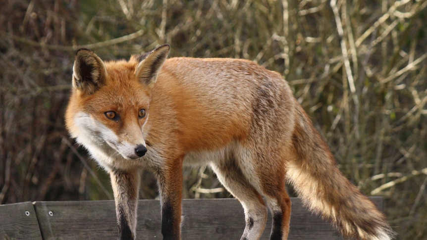 Foxes are finding suburban Melbourne to be a happy hunting ground,  witnesses say - ABC News