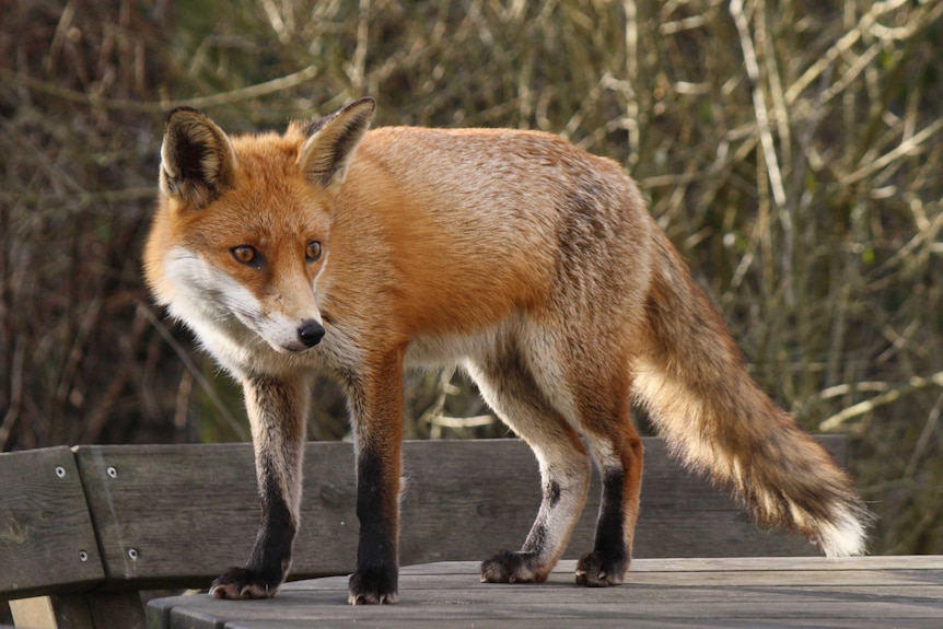 A fox stands on a wooden table outside.