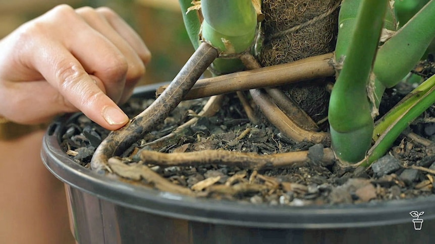 Finger pointing to the aerial roots of a monstera plant.