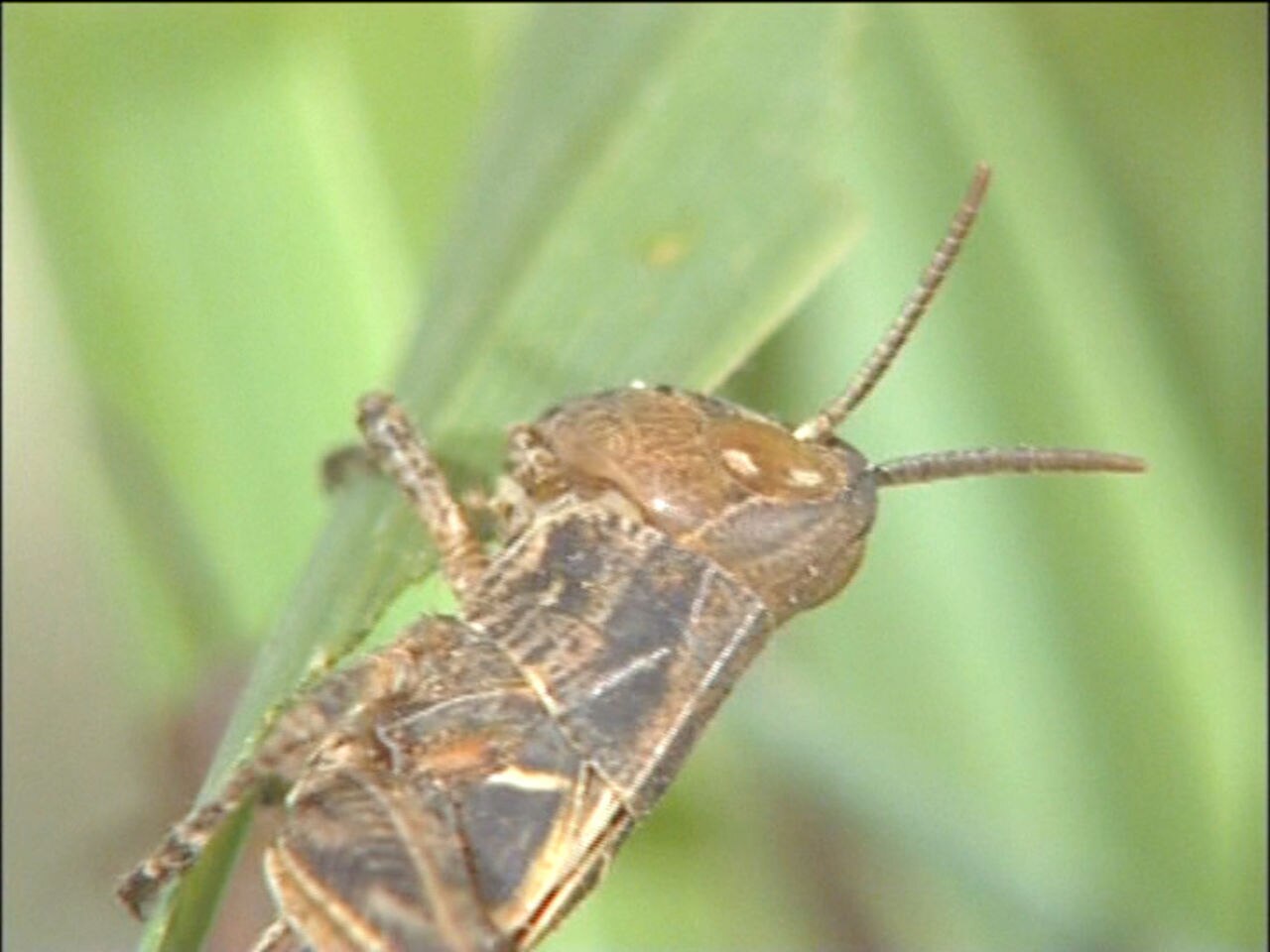 Home owner advice on managing locusts - ABC News