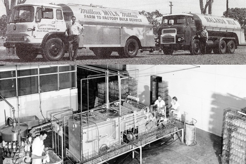 composite image of black and white photos with old milk trucks and inerior of factory where milk is being bottled
