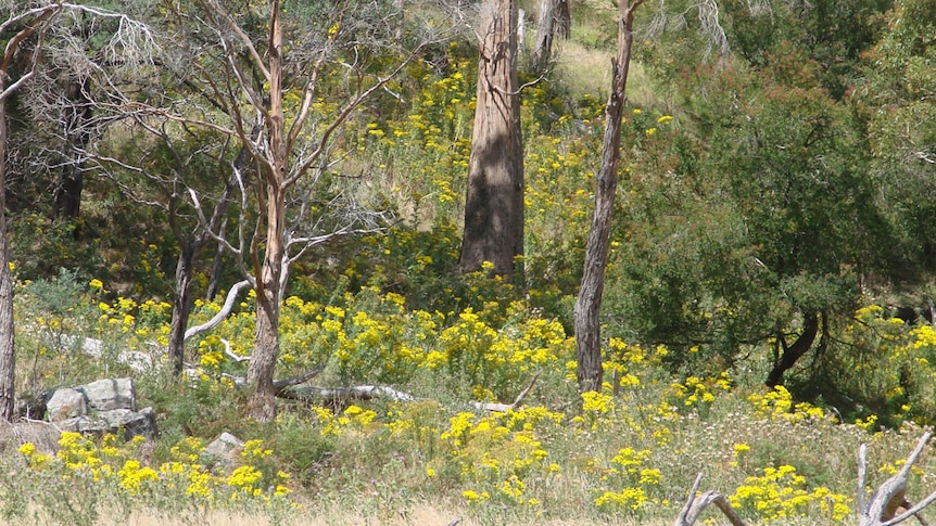 Yellow flowering ragwort in bush on the edge of a cleared paddock in the Tamar Valley.