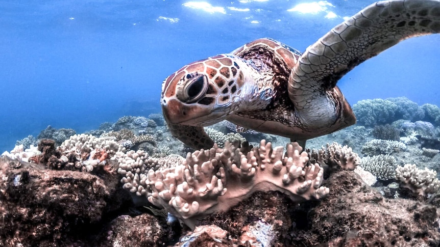 A turtle swimming over the coral reef in blue waters.