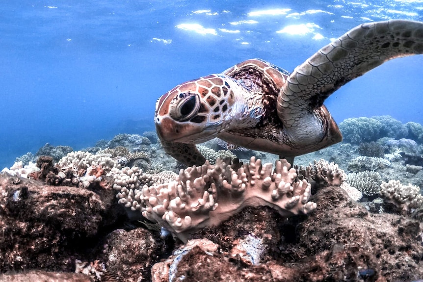 A turtle swimming over the coral reef in blue waters.