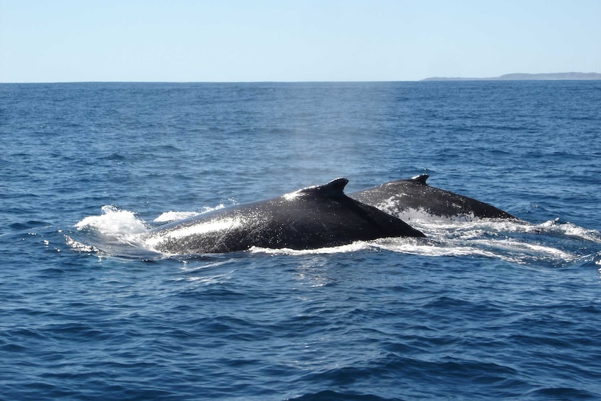 Two black whales at the surface of the ocean