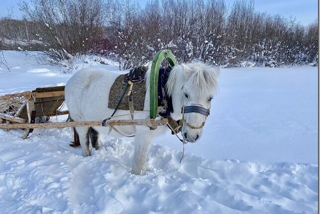 A white horse, connected to a sled, standing in the snow