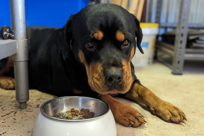 A black and tan doberman pokes it's tongue out amid eating a bowl of kibble sprinkled with dehydrated meat flakes.