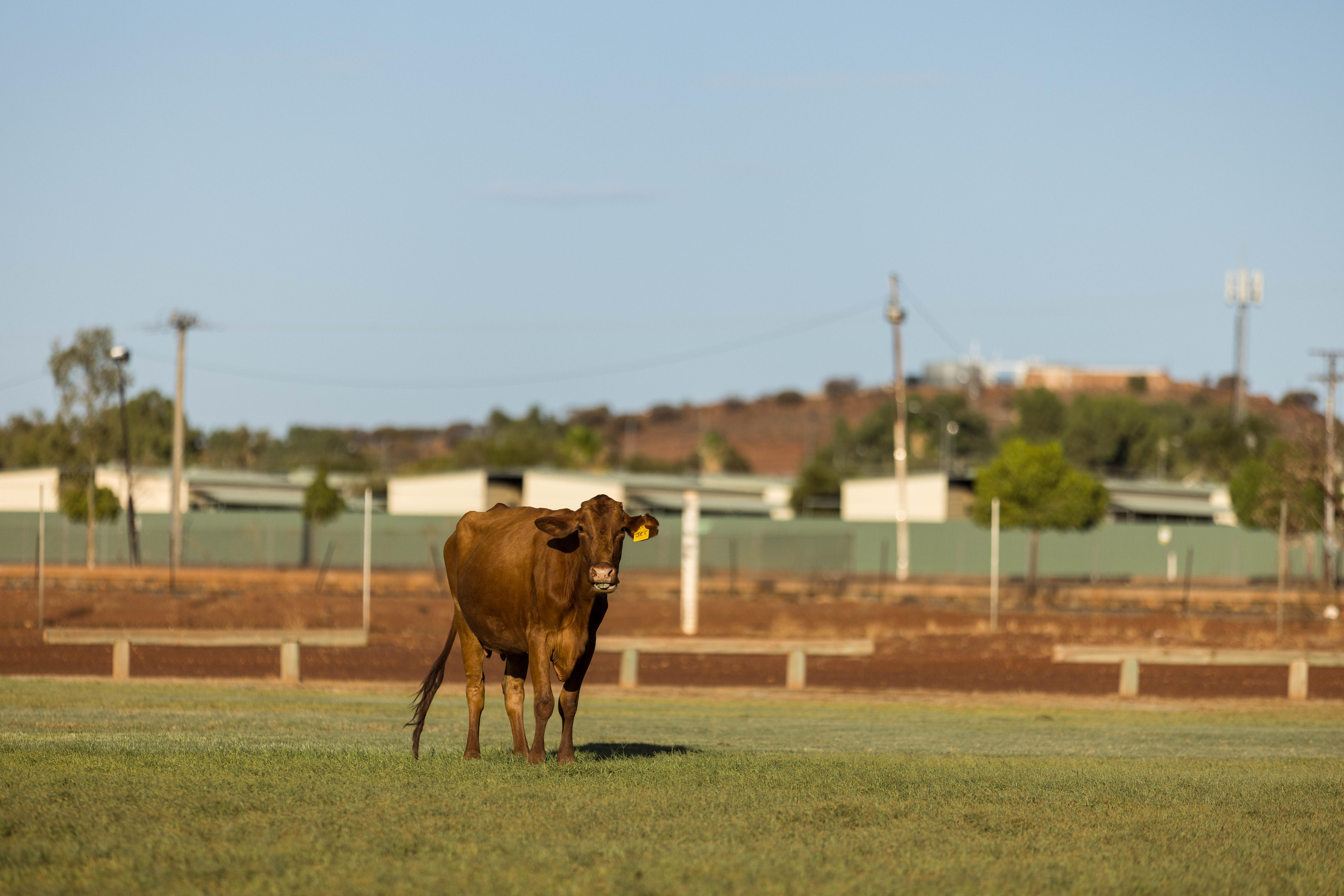 A cow grazing on a sporting oval in an outback town.  