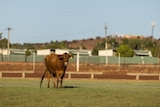 A cow grazing on a sporting oval in an outback town.  