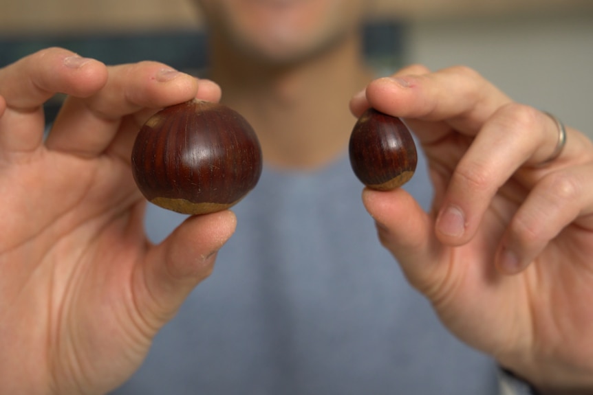 A person holds a large chestnut in one hand, and a smaller one in the other