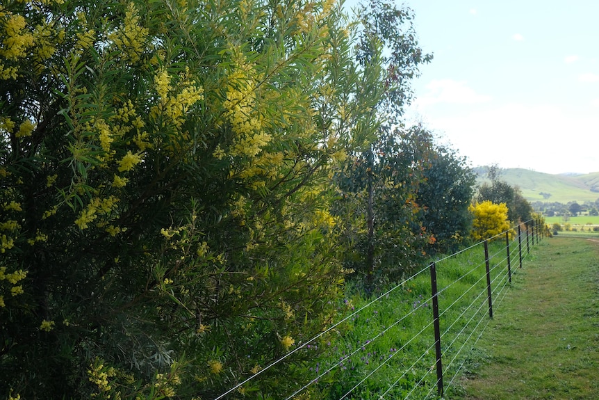 A line of trees along the fence line.