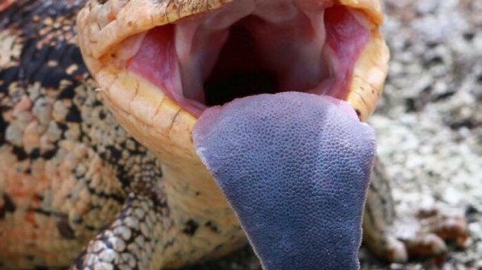 A blue-tongue lizard stick its tongue out