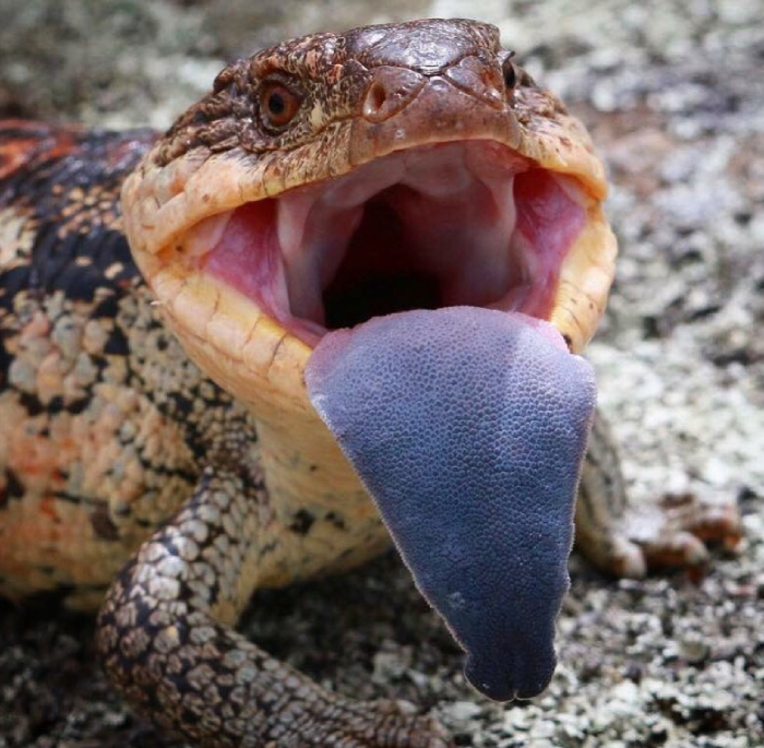 A blue-tongue lizard stick its tongue out