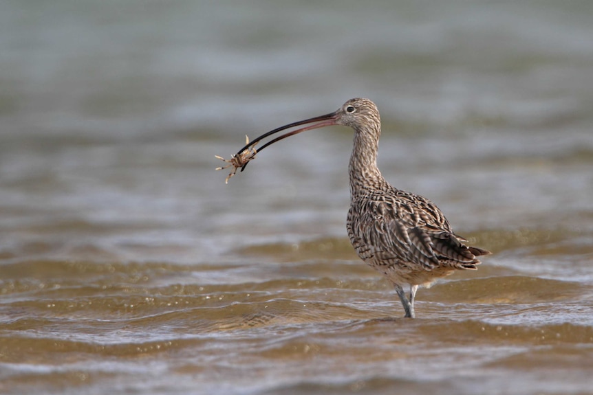 A brown bird with a long beak and a small crab in its beak