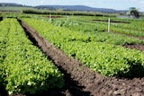 A test site for leafy vegetables in Gippsland