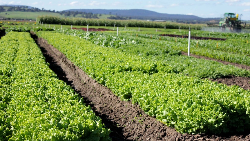 A test site for leafy vegetables in Gippsland
