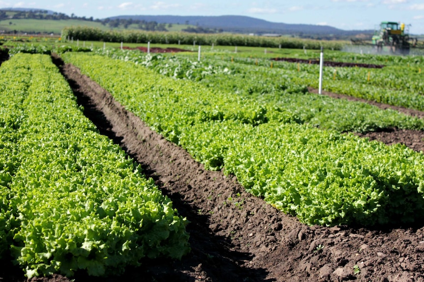 Leafy vegetables on farm