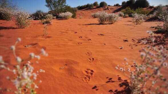 Animal track left in the desert