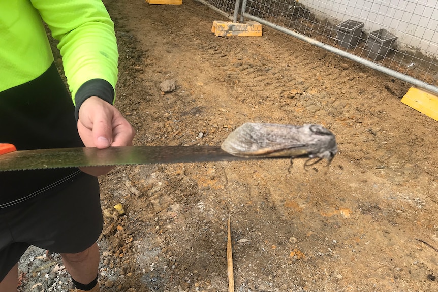 A man holding a saw with a giant grey moth on the flat side of the saw