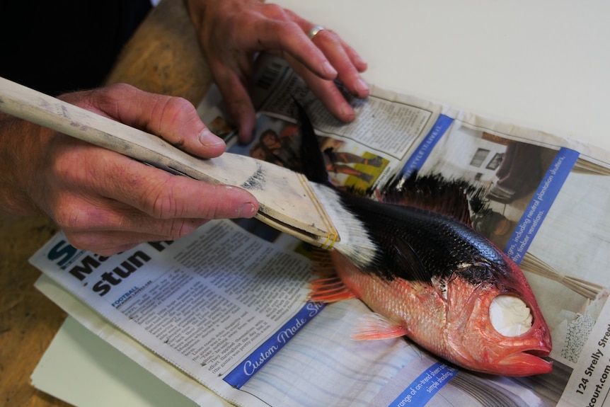 A man's hands close up painting black ink onto a dead fish.