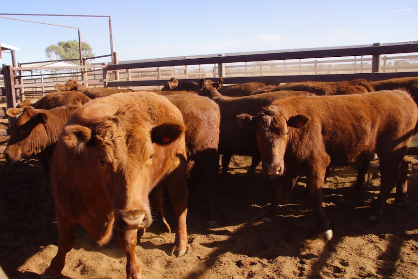 Photo of cattle