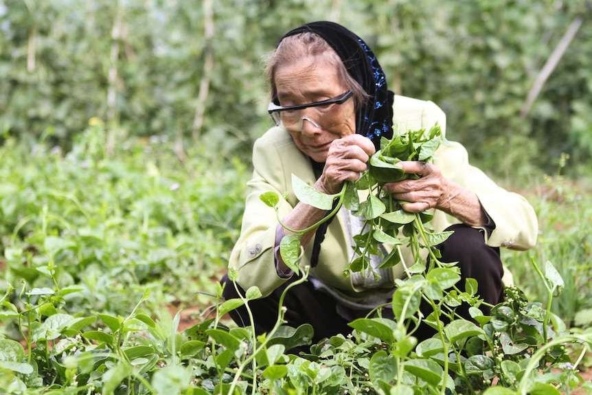 An older woman crouches down in the fields and picks crops