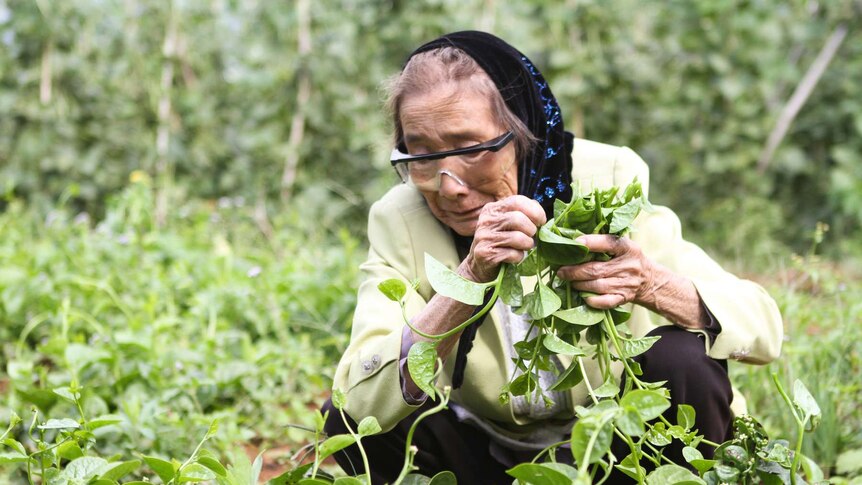 An older woman crouches down in the fields and picks crops