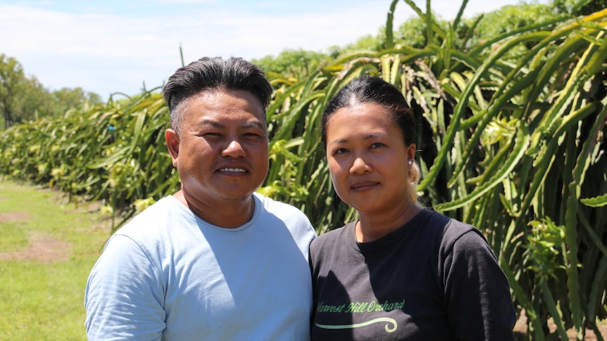Top End dragon fruit farmer Vuong Nguyen and wife Lisa stand in the paddock with vines in the background.