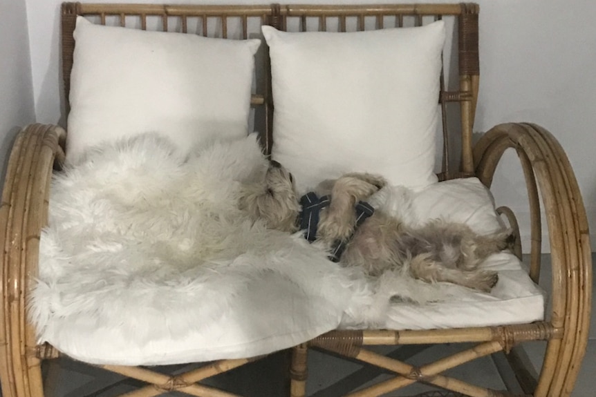 A white west highland terrier laying on a white couch.