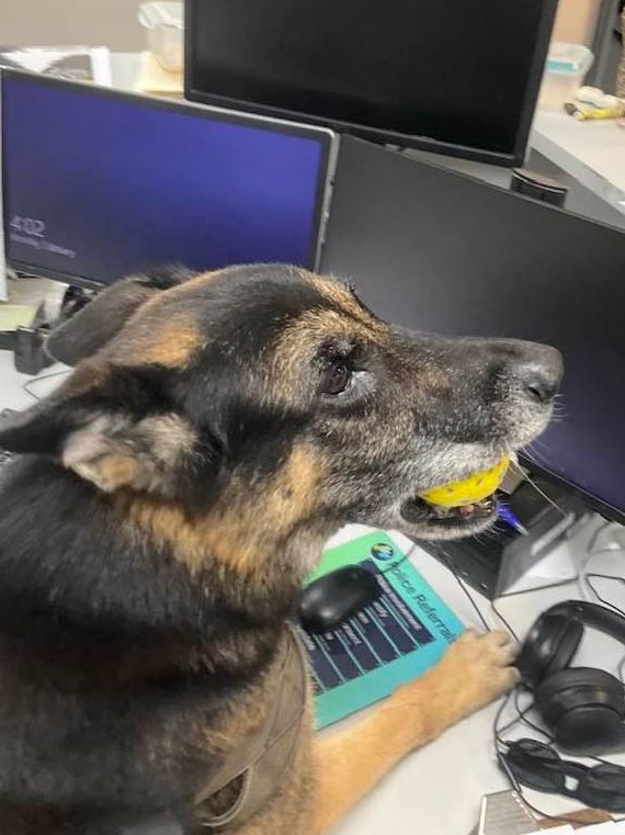 Dog with ball in mouth and paws on a computer desk